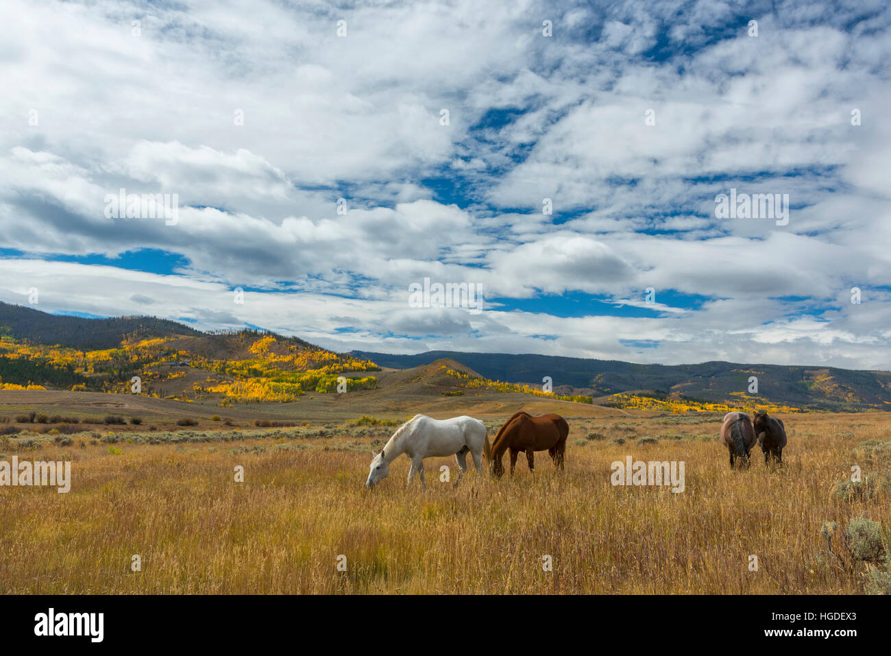 Colorado, cavalli in pascolo Foto Stock