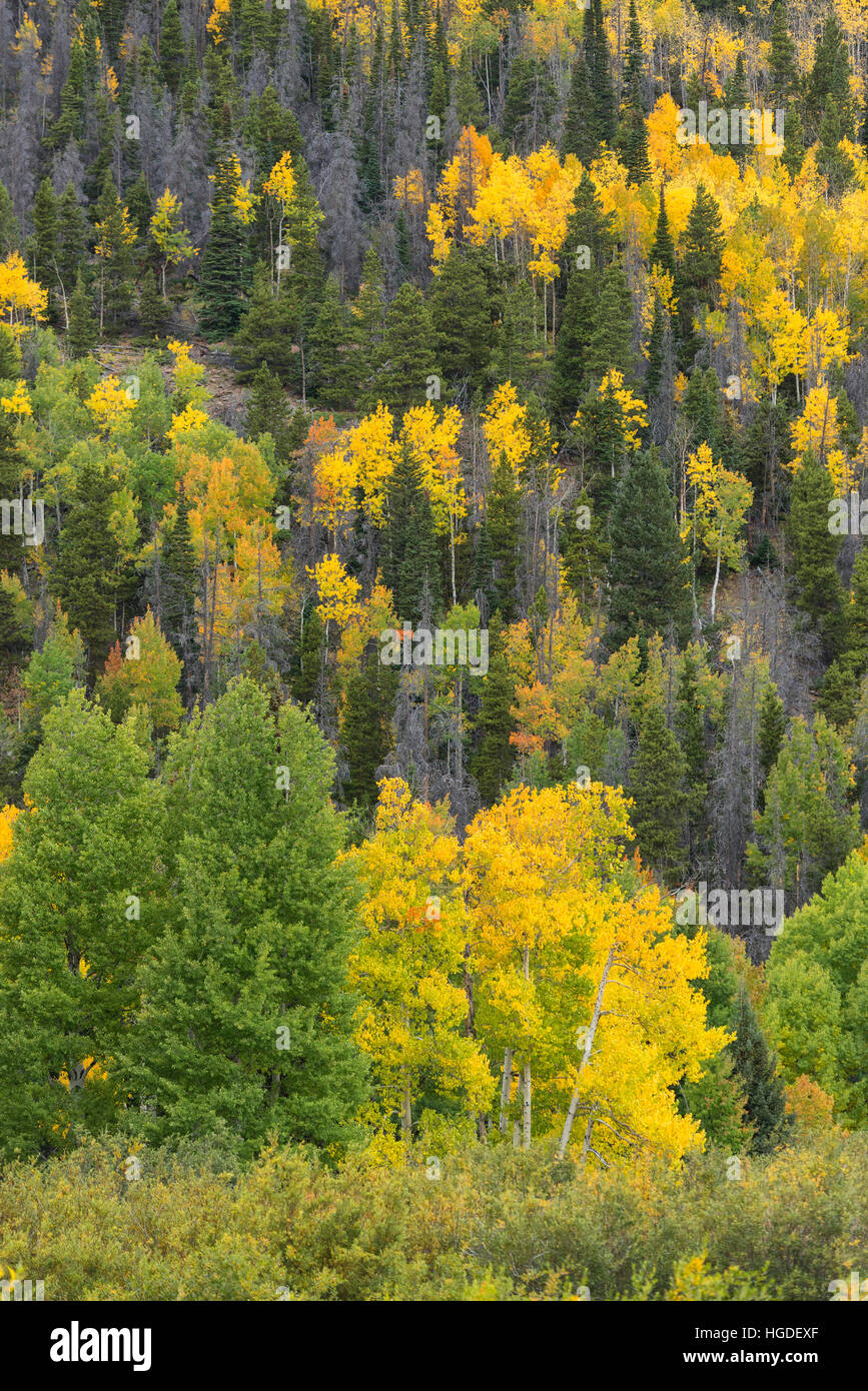 Colorado, Rocky Mountain National Park, Aspen Foto Stock