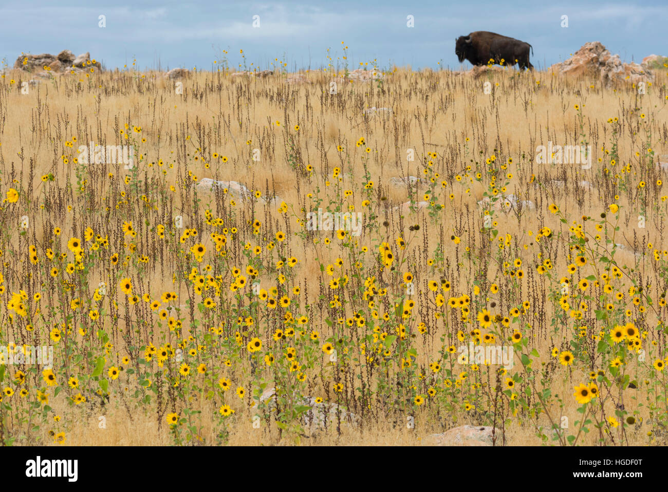 Utah, Davis County, Antelope Island State Park, Bison Foto Stock