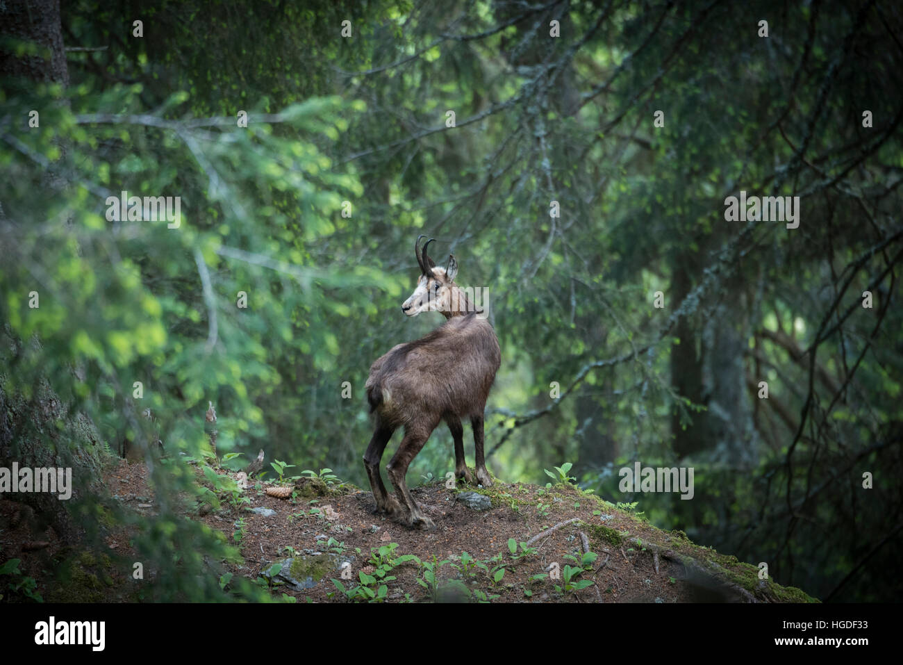 Berna Oberland Bernese, camoscio Rupicapra rupicapra Foto Stock