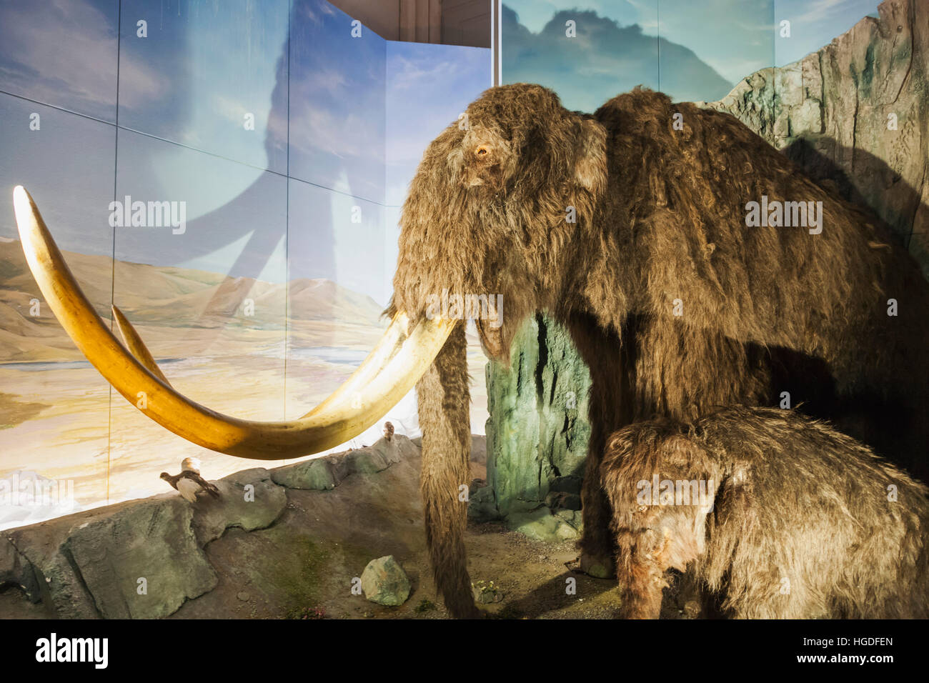 Il Galles, Cardiff, Museo Nazionale di Cardiff, mammut lanosi Foto Stock