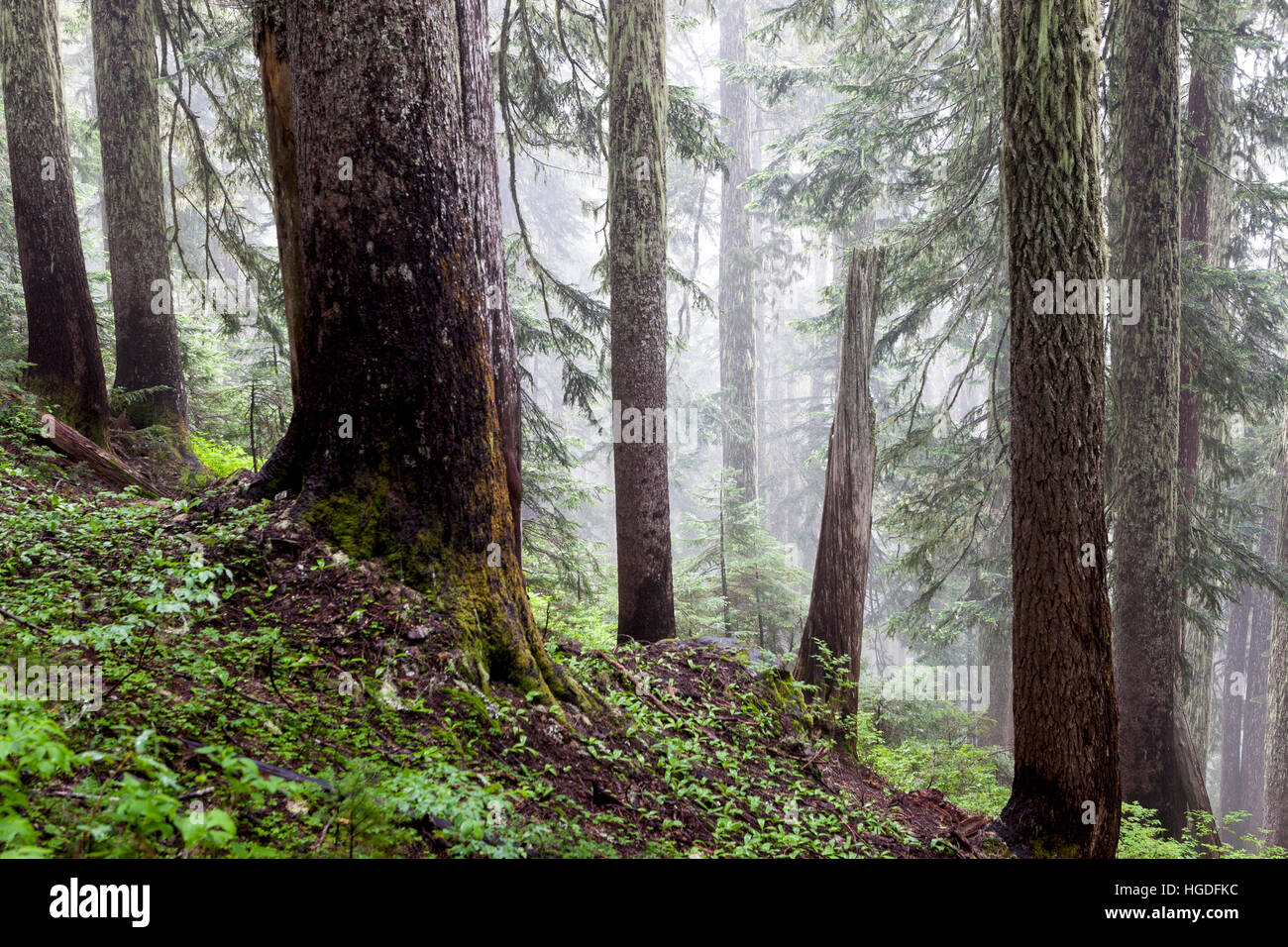 WA11922-00...WASHINGTON - la foresta nella nebbia lungo la montagna dimenticata Trail, Mount Baker-Snoqualmie National Forest. Foto Stock