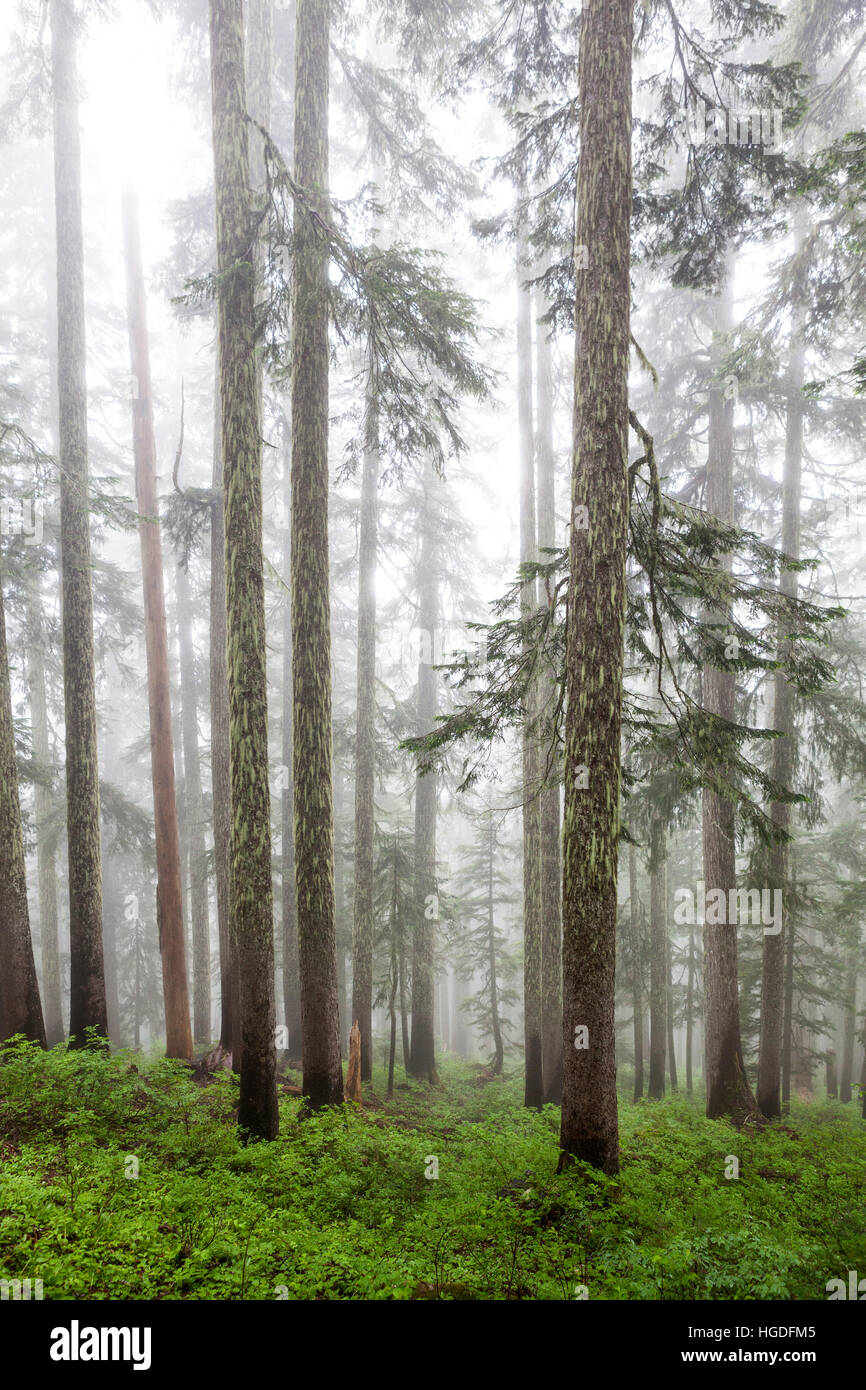 WA11924-00...WASHINGTON - la foresta nella nebbia lungo la montagna dimenticata Trail, Mount Baker-Snoqualmie National Forest. Foto Stock