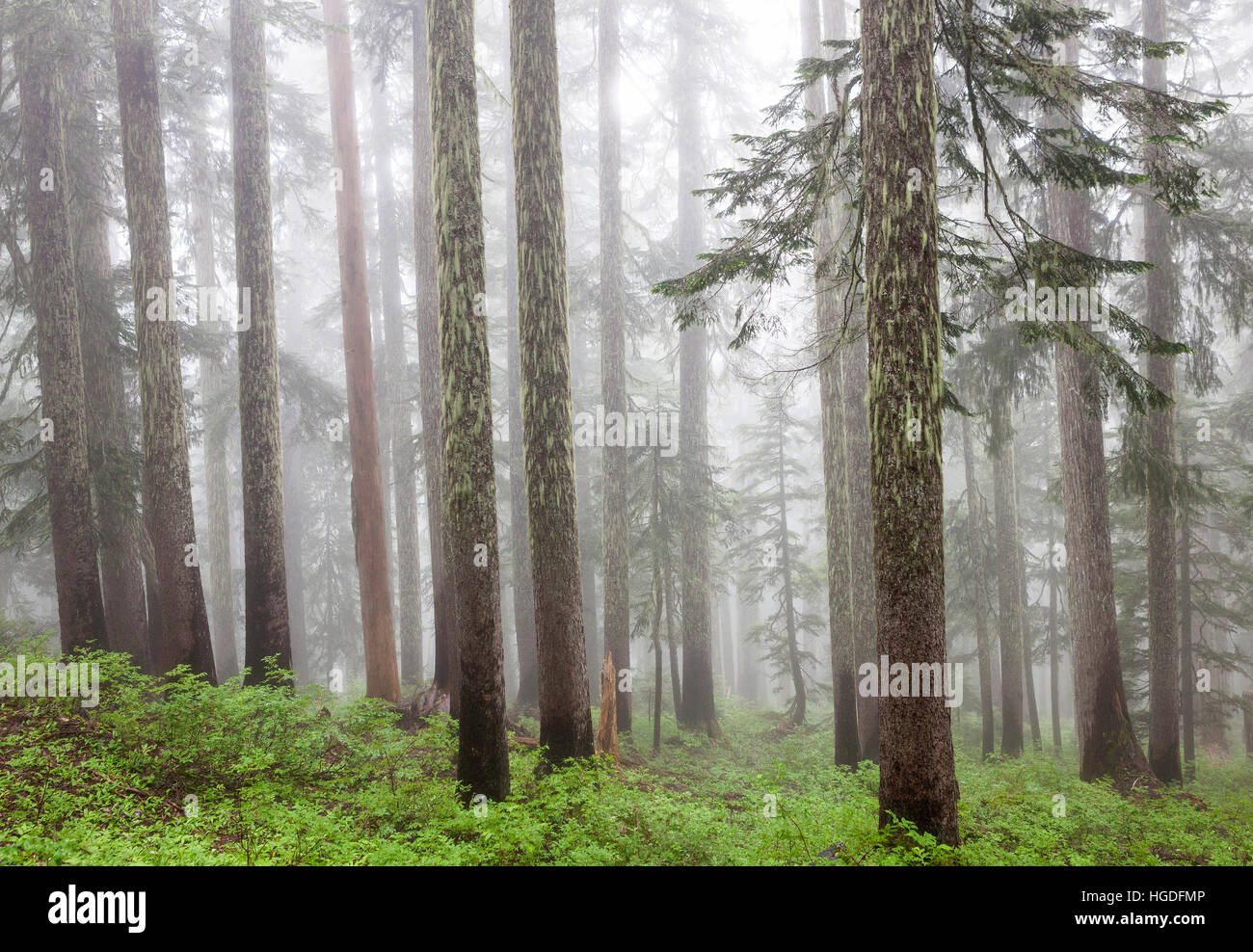 WA11925-00...WASHINGTON - la foresta nella nebbia lungo la montagna dimenticata Trail, Mount Baker-Snoqualmie National Forest. Foto Stock