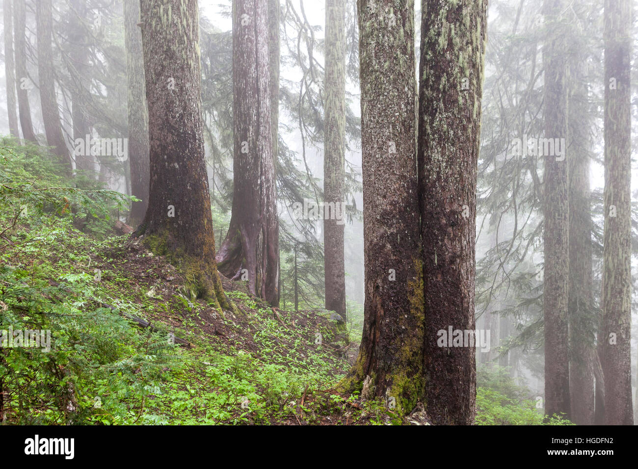 WA11926-00...WASHINGTON - la foresta nella nebbia lungo la montagna dimenticata Trail, Mount Baker-Snoqualmie National Forest. Foto Stock