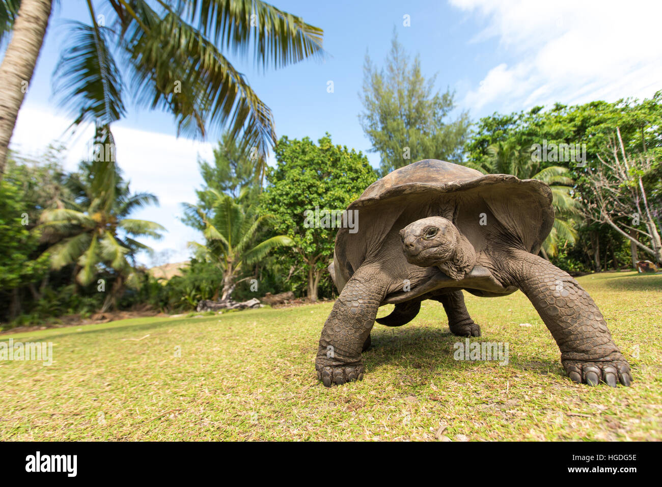 Gigantesca tartaruga Aldabra (Aldabrachelys gigantea) su Curiouse isola delle Seychelles. Foto Stock