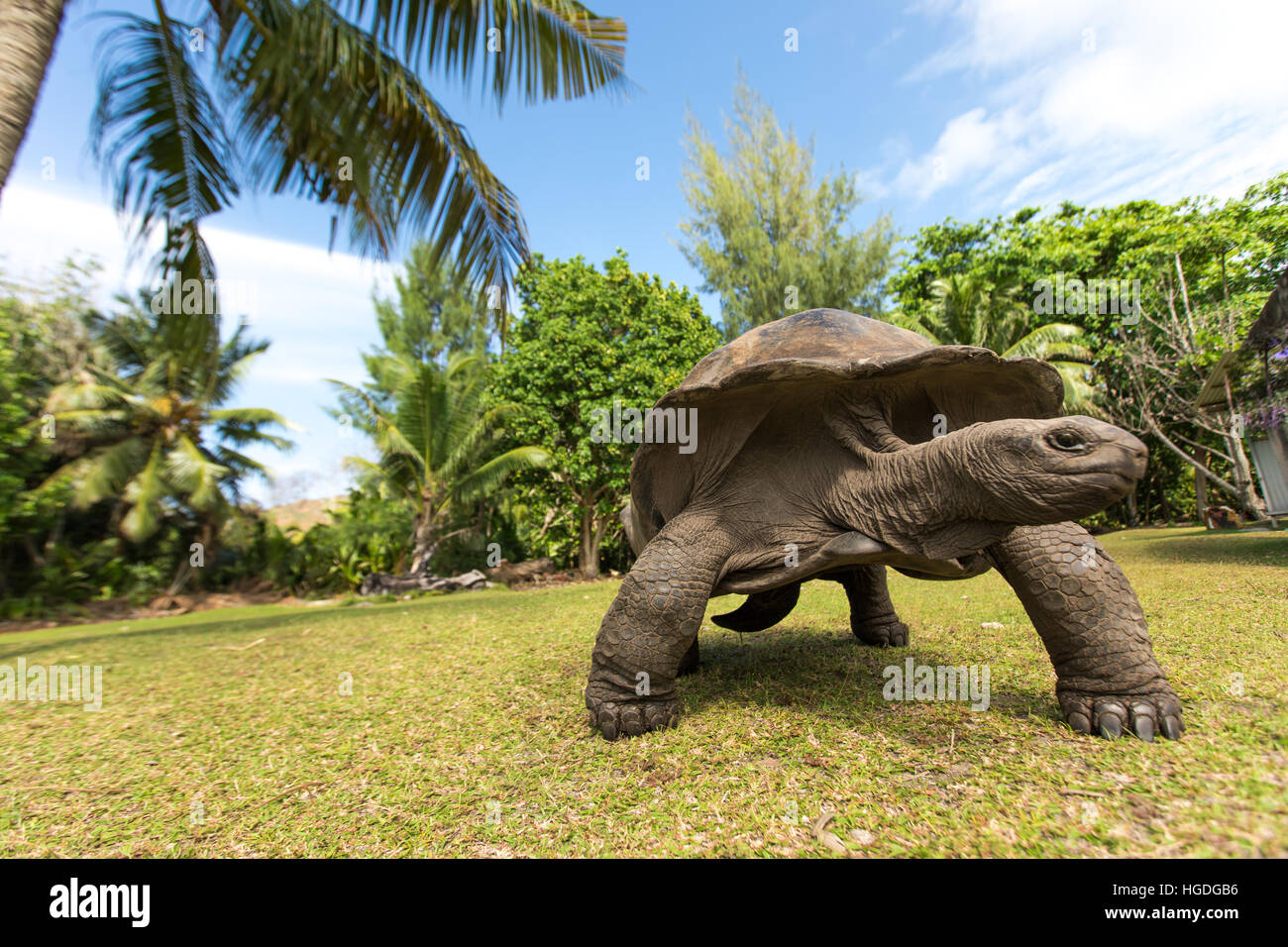 Gigantesca tartaruga Aldabra (Aldabrachelys gigantea) su Curiouse isola delle Seychelles. Foto Stock