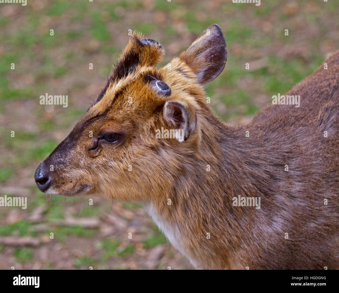 Reeve's Muntjac (muntiacus reevesi) Foto Stock