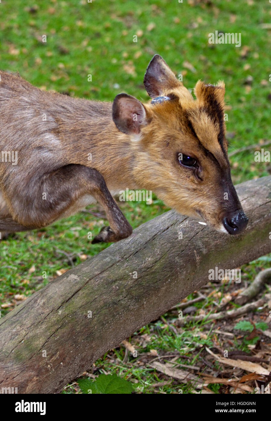 Reeve's Muntjac (muntiacus reevesi) Foto Stock