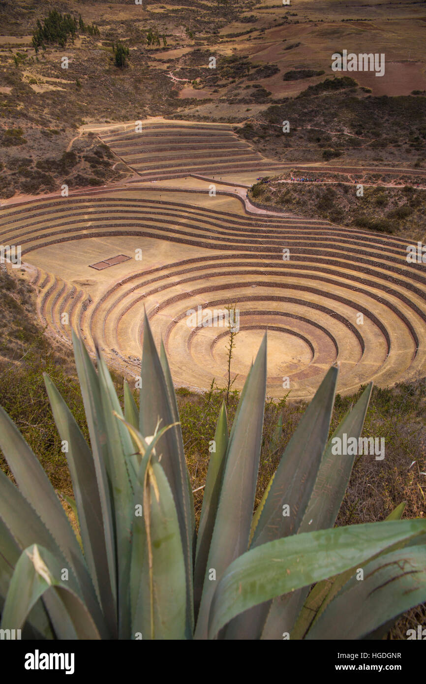 I campi di Inca di Moray, Foto Stock