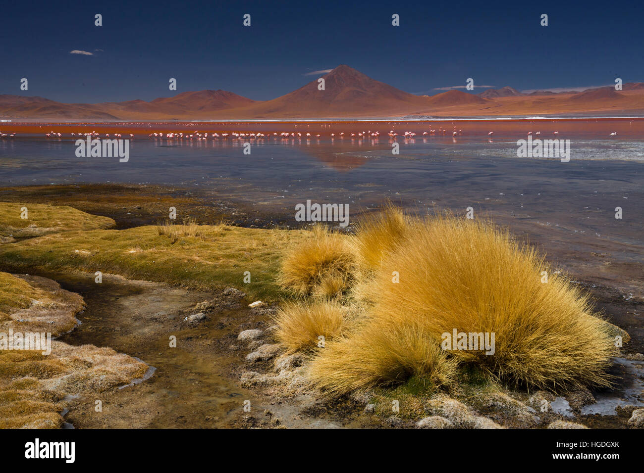 Laguna Colorada 4304 ms con i fenicotteri e con vulcano, Pabellon Foto Stock