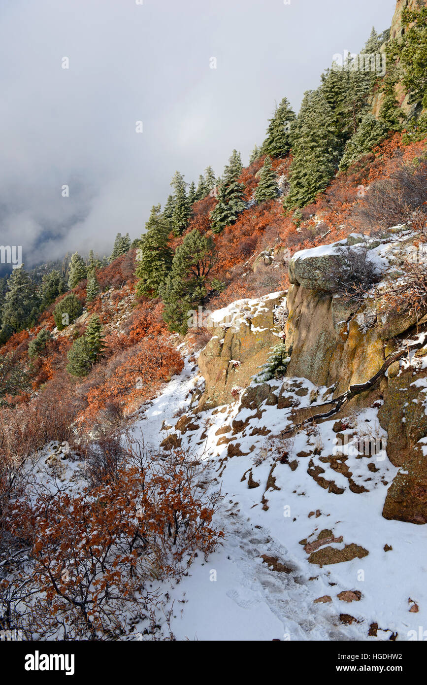 Colori vibranti della foresta alpina paesaggio con neve, Sandia Mountains, Nuovo Messico, STATI UNITI D'AMERICA Foto Stock