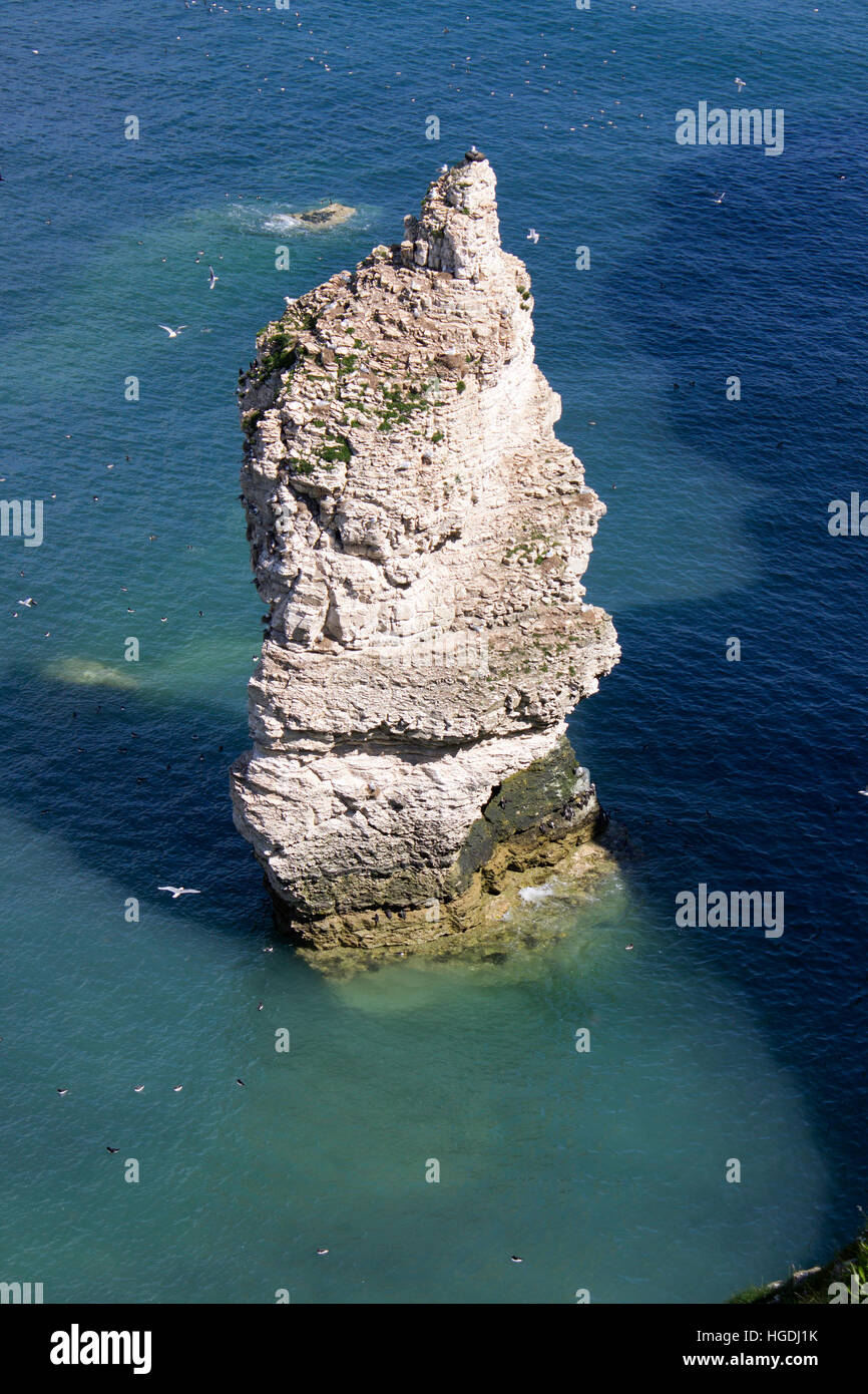 Flamborough Head promontorio, il 8 miglia lungo il tratto di costa dello Yorkshire di Inghilterra Foto Stock