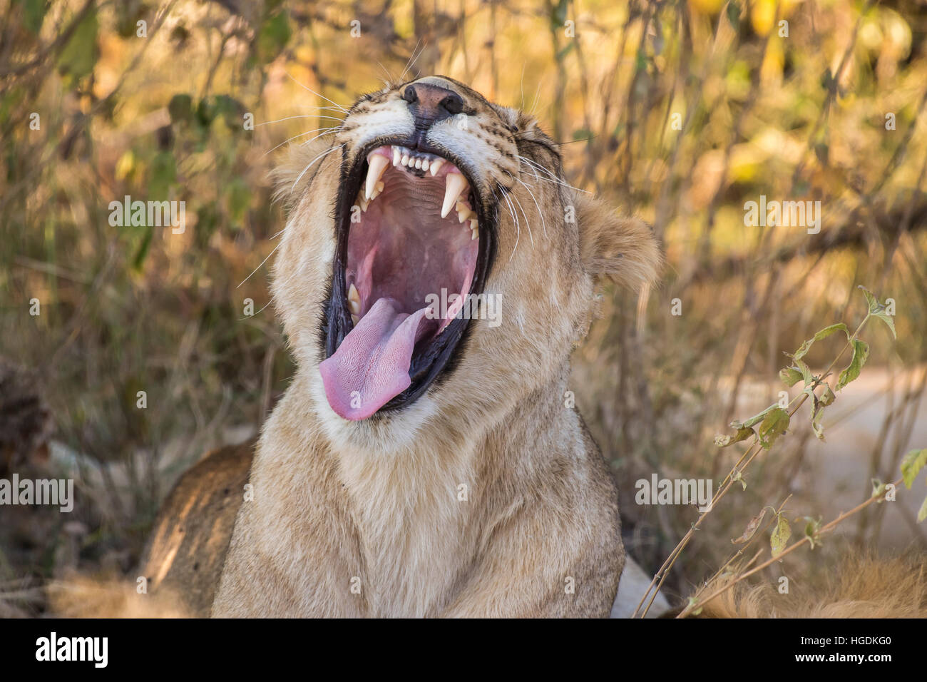 Leonessa (Panthera leo) sbadigli, Chobe National Park, Botswana Foto Stock