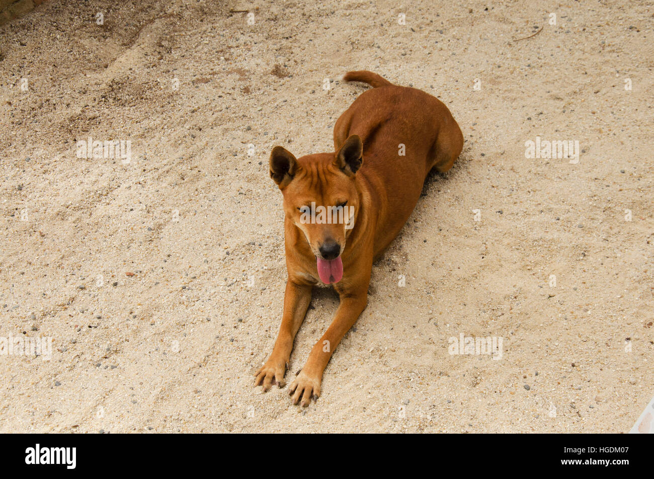 Interno tailandese ridgeback dog sitter a pavimento in Phatthalung, Thailandia. Foto Stock