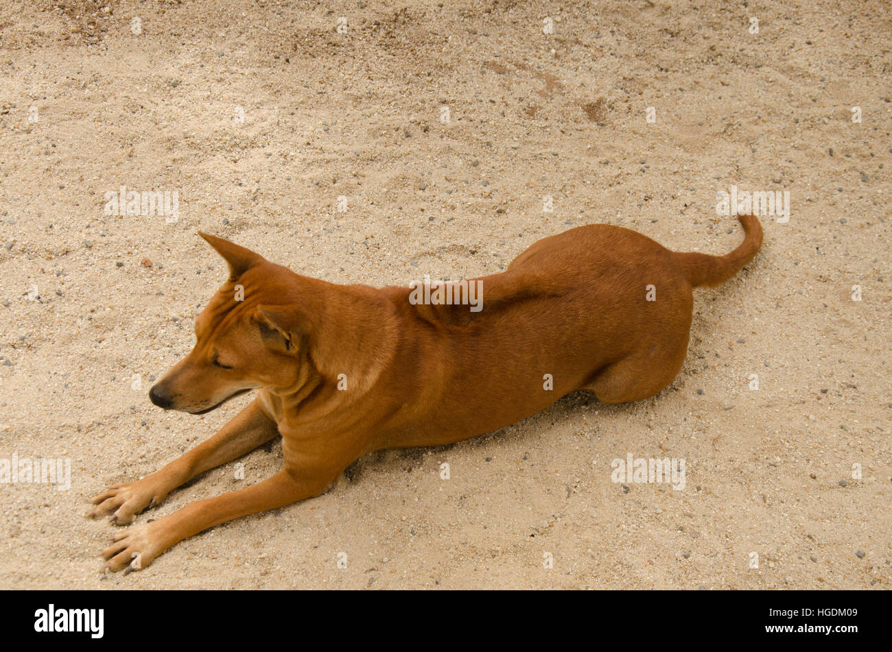 Interno tailandese ridgeback dog sitter a pavimento in Phatthalung, Thailandia. Foto Stock