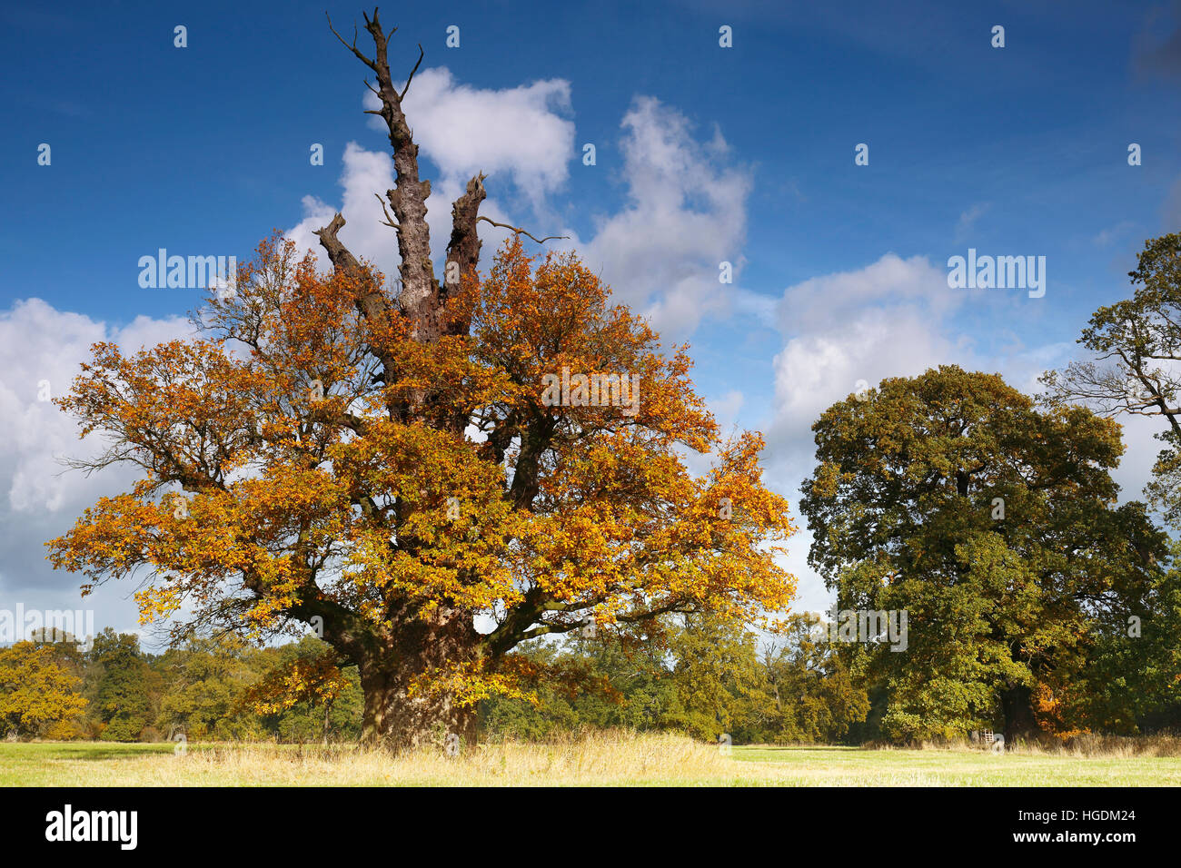 650 anno vecchia quercia con colori autunnali, Riserva della Biosfera dell'Elba centrale, Dessau, Sassonia-Anhalt, Germania Foto Stock