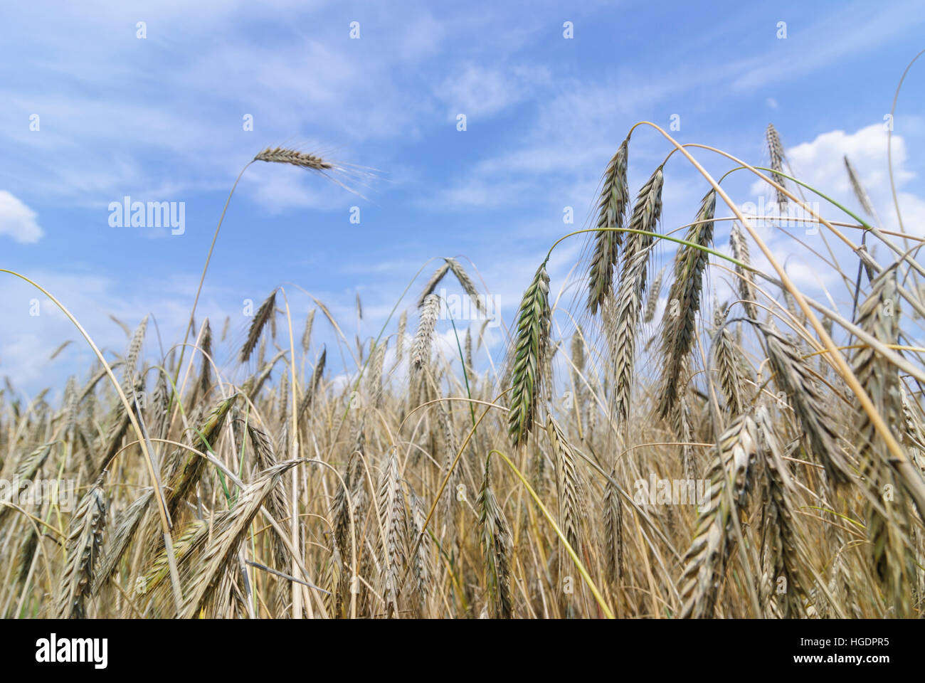 : Campo di segale (Secale cereale), , Niederösterreich, Austria Inferiore, Austria Foto Stock