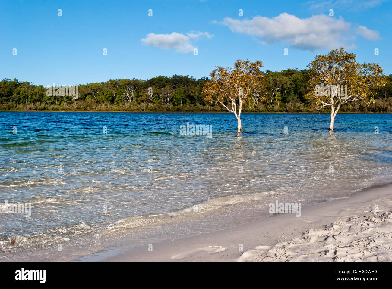 Lago McKenzie, Fraser Island, in Australia Foto Stock