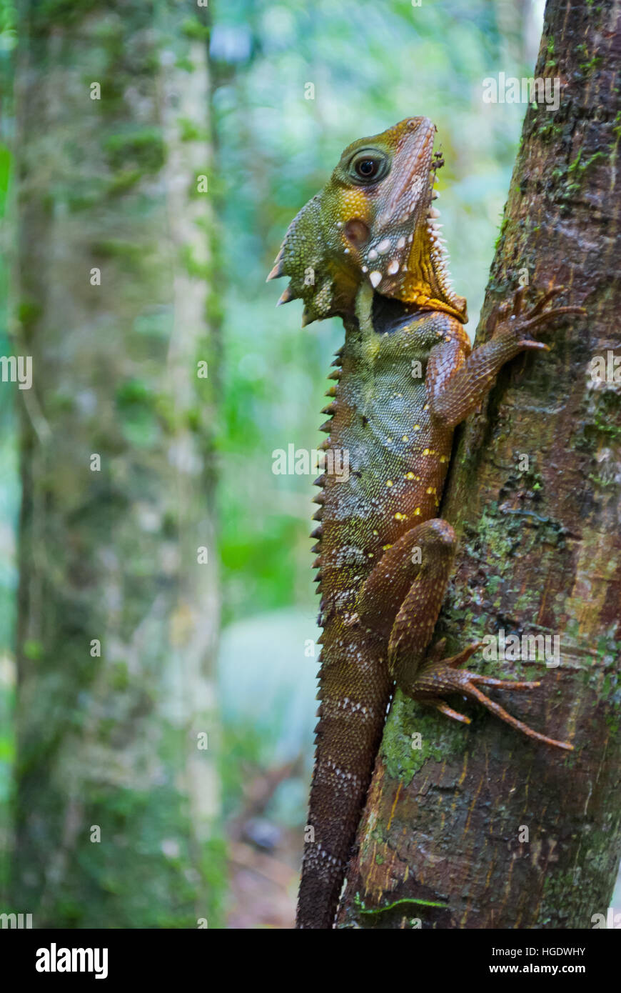 Australian lizard in una foresta pluviale tropicale Foto Stock