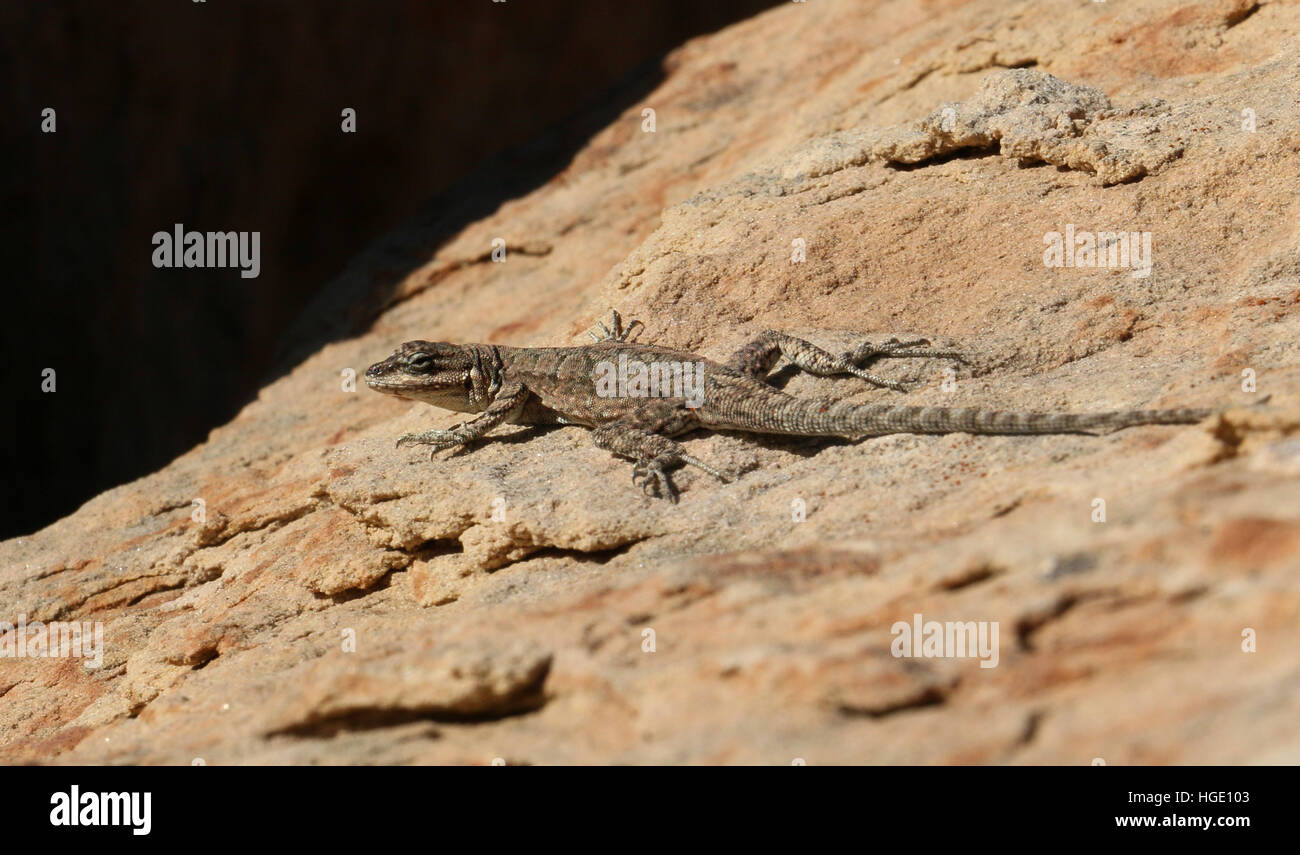 Specie di lucertola su roccia arenaria Dinosaur National Monument Utah sedimentari fossili Foto Stock