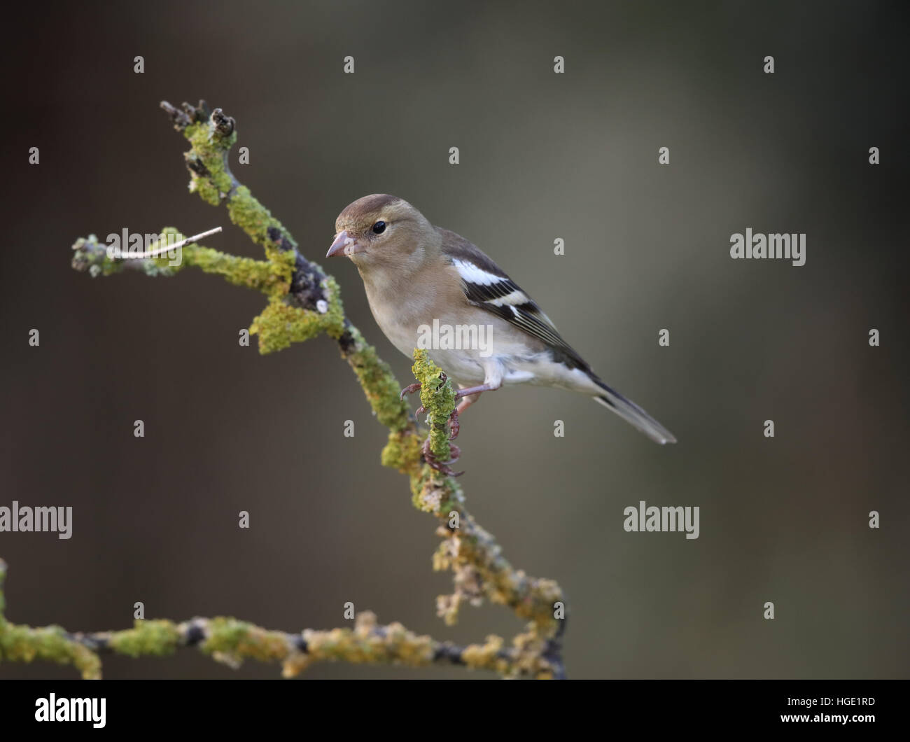 Fringuello su un lichene ramo coperti Foto Stock