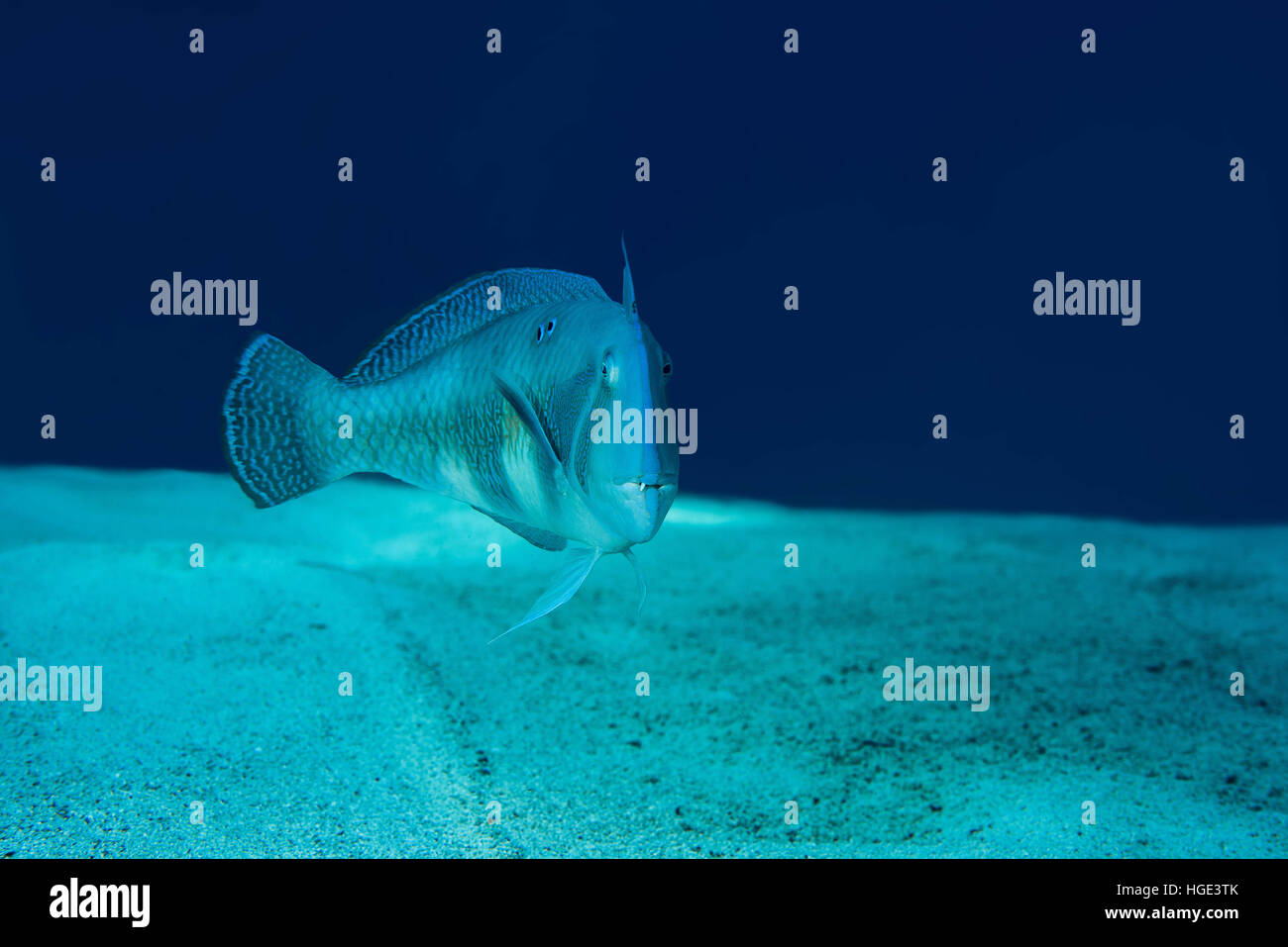 Mar Rosso, Egitto. 9 Nov, 2016. Razorfish perlacea o Cleaver Wrasse (Xyrichtys novacula) nuota su un fondo sabbioso, Mar Rosso, Dahab, Sinai, Egitto © Andrey Nekrasov/ZUMA filo/ZUMAPRESS.com/Alamy Live News Foto Stock