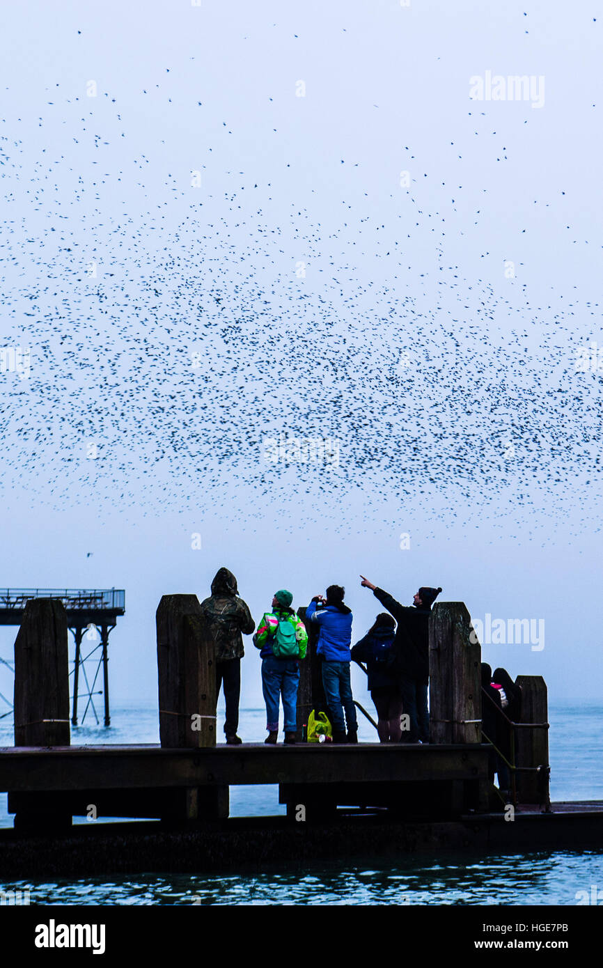 Aberystwyth, Wales, Regno Unito. 08 gennaio 2017. In una nebbiosa grigio e nuvoloso pomeriggio, le persone si radunano sul pontile in legno a guardare come le migliaia di minuscoli storni di ritorno dalla loro alimentazione diurno motivi di posatoio per la sicurezza e il calore per tutta la notte sotto Aberystwyth vittoriana molo sul mare sulla West Wales coast di Cardigan Bay, Regno Unito anche se apparentemente abbondante in Aberystwyth, gli uccelli sono in Royal Society per la protezione di Bird's 'red' elenco delle specie a rischio, con i loro numeri in tutto il Regno Unito con un calo di oltre il 60% dall'anni settanta Credito: keith morris/Alamy Live News Foto Stock