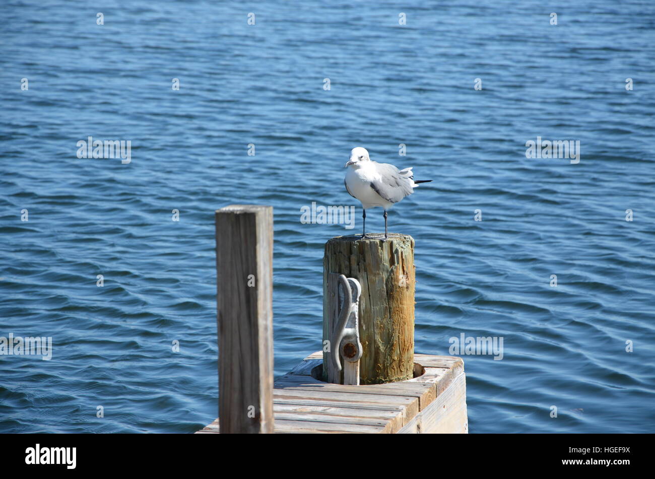 Un gabbiano appendere fuori sul dock in Florida Keys Foto Stock