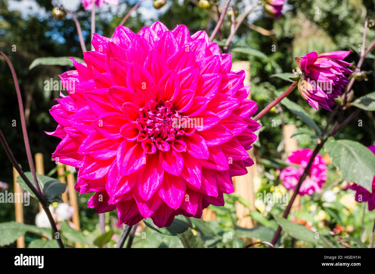 Dahlia Englehardt Matador fioritura in settembre nel Regno Unito Foto Stock