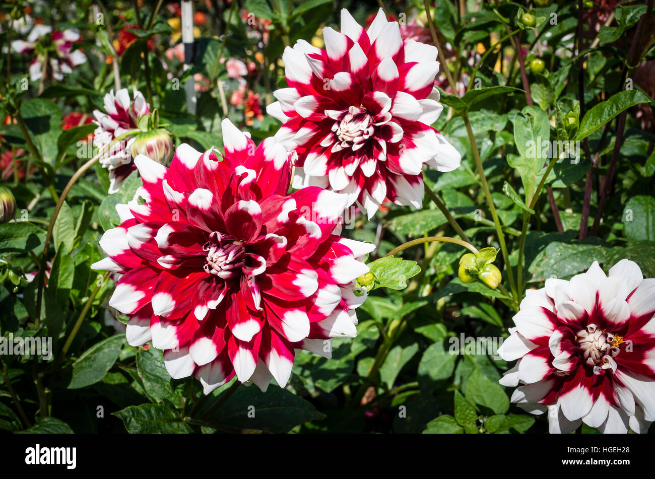 Dahlia Duet fioritura in settembre nel Regno Unito Foto Stock