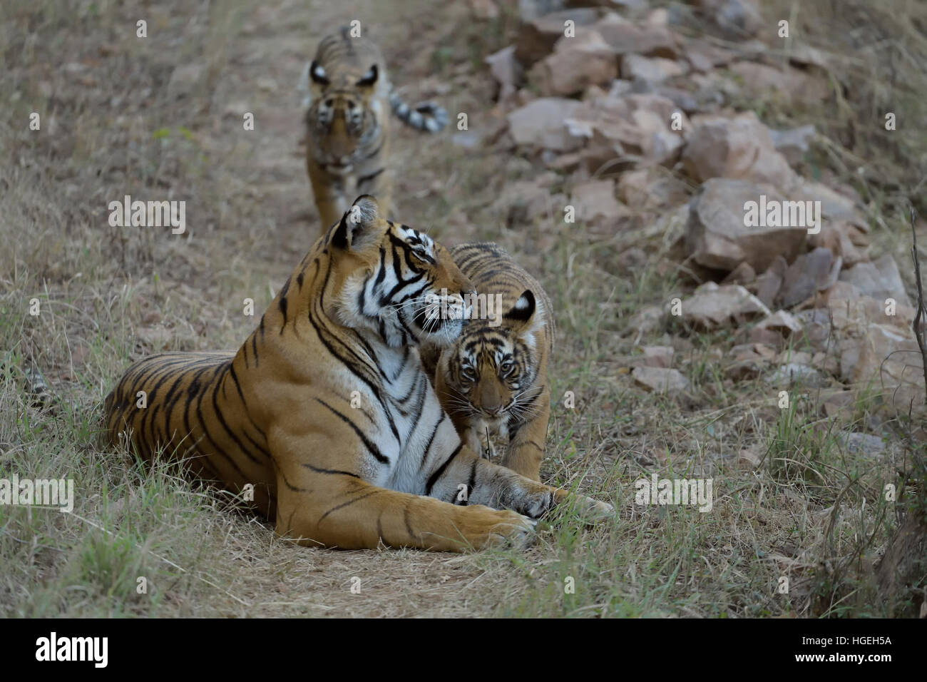 Wild Indian Tiger madre con i suoi giovani lupetti, seduti su una zona collinare percorso di foresta nel parco nazionale di Ranthambore in Rajasthan, India. Foto Stock