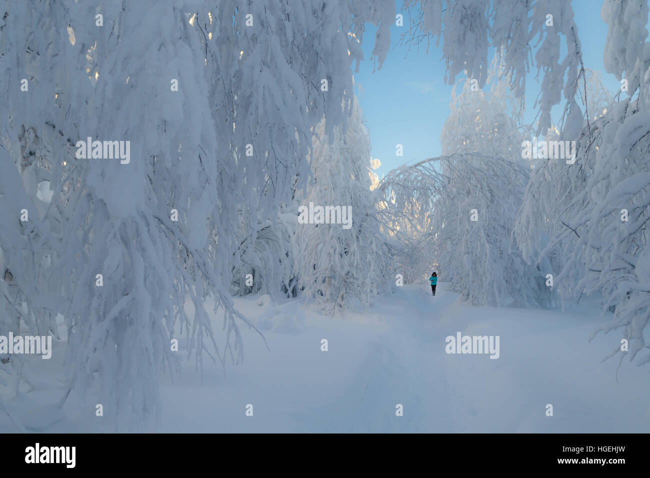 Giornata di sole in foresta, monti Urali, foresta invernale, russo natura, alberi di pino nella neve Foto Stock