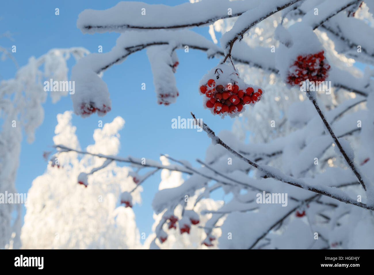 Giornata di sole in foresta, monti Urali, foresta invernale, russo natura, alberi di pino nella neve Foto Stock