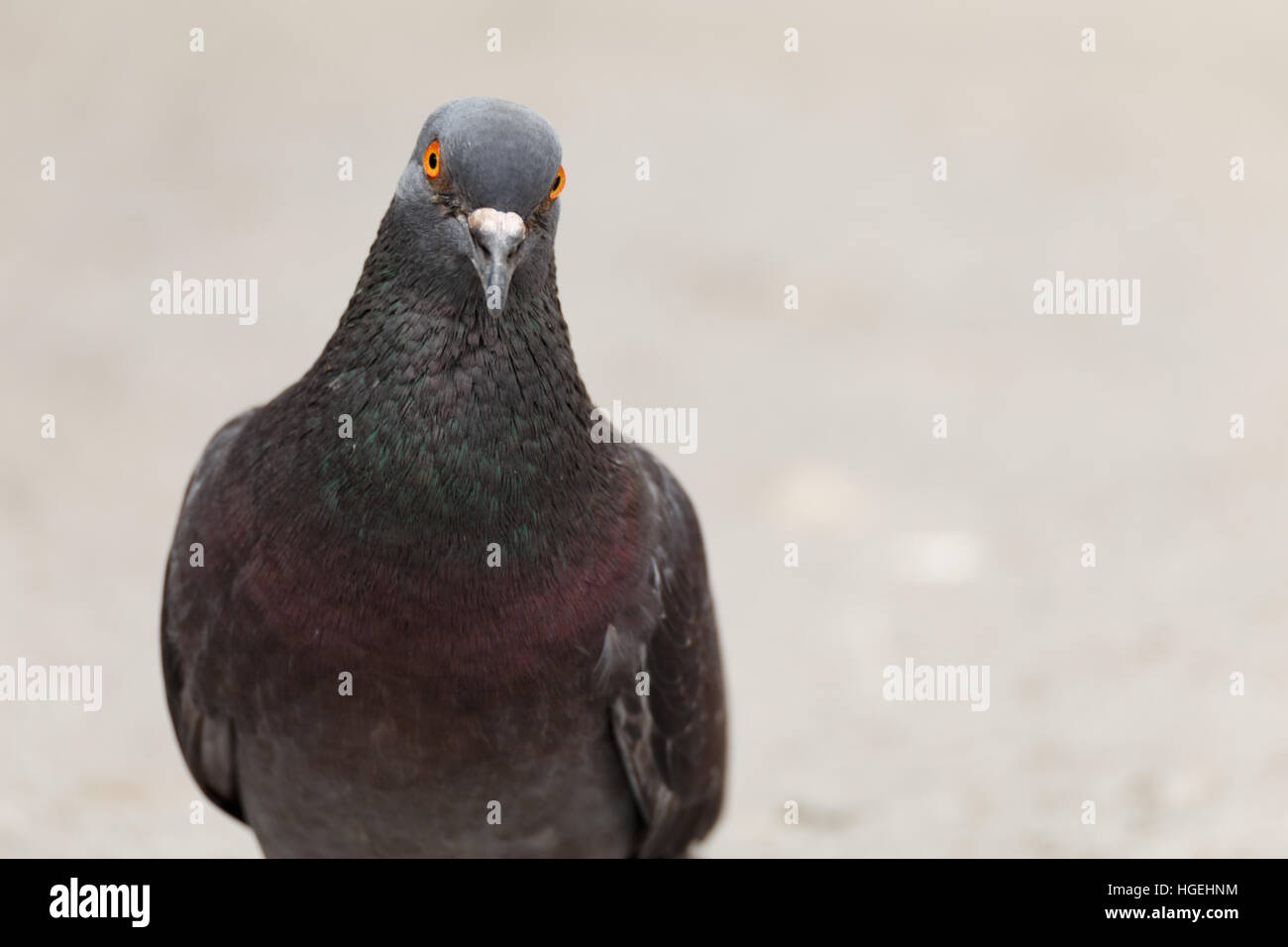 Pigeon close up bianco città di piccione piccioni Foto Stock