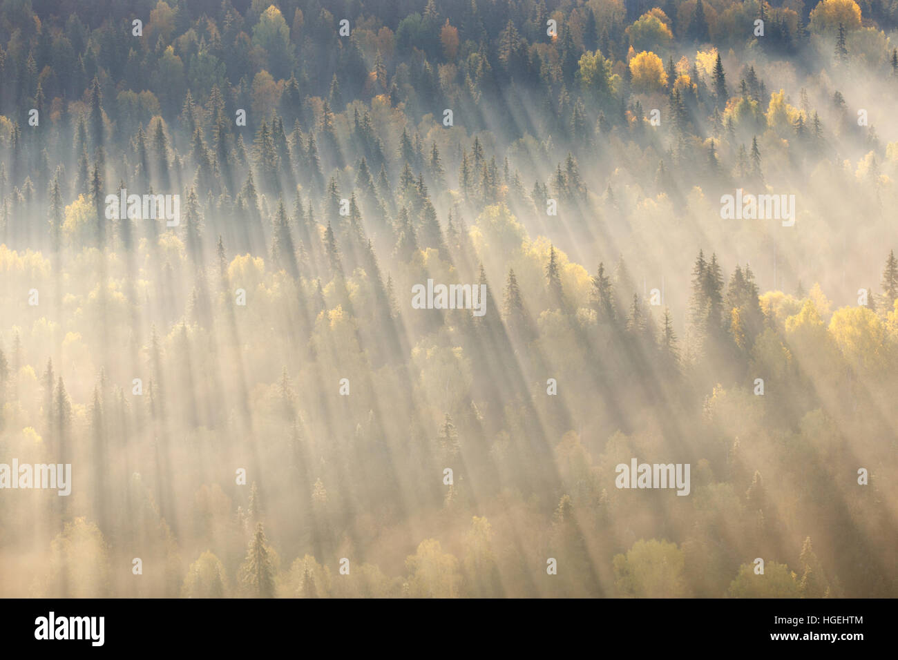La foresta nella nebbia, russo natura, Forest Mist, Sunray e la nebbia, le ombre degli alberi Foto Stock