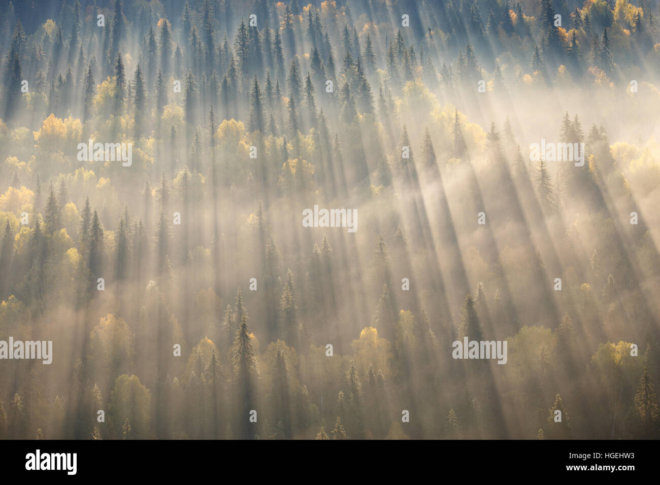 La foresta nella nebbia, russo natura, Forest Mist, Sunray e la nebbia, le ombre degli alberi Foto Stock