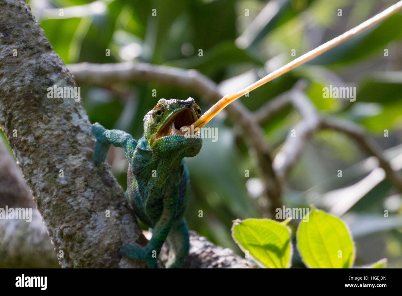 Chameleon mangiare un insetto Foto Stock