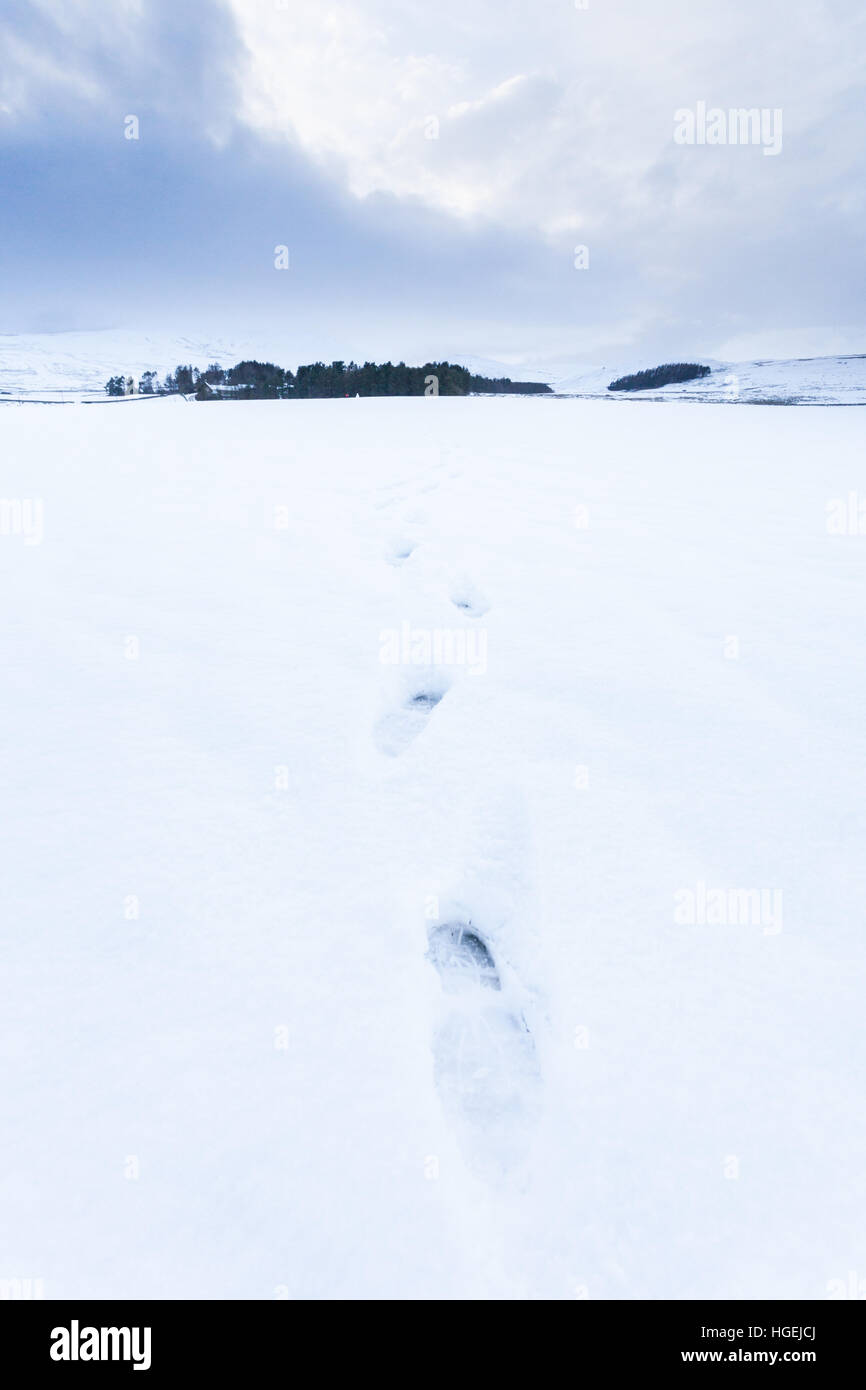 Orme in un ampia aperta riempita di neve sul campo una tempesta del giorno nel cuore di Northumberland, Ingram Valley Foto Stock