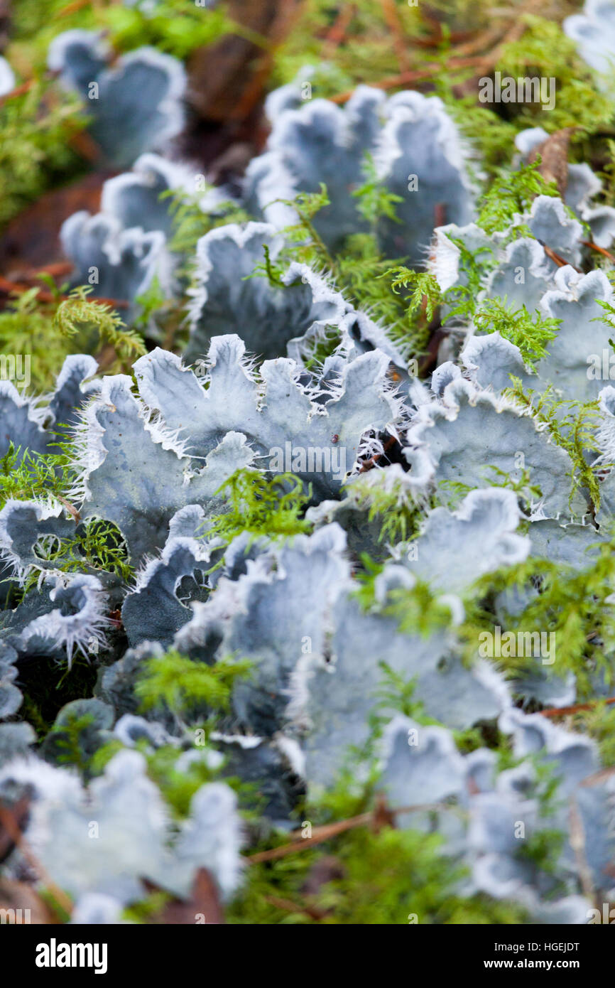 Grigio argenteo fluffy dog licheni e muschio verde sul pavimento di un bosco umido del Northumberland Foto Stock