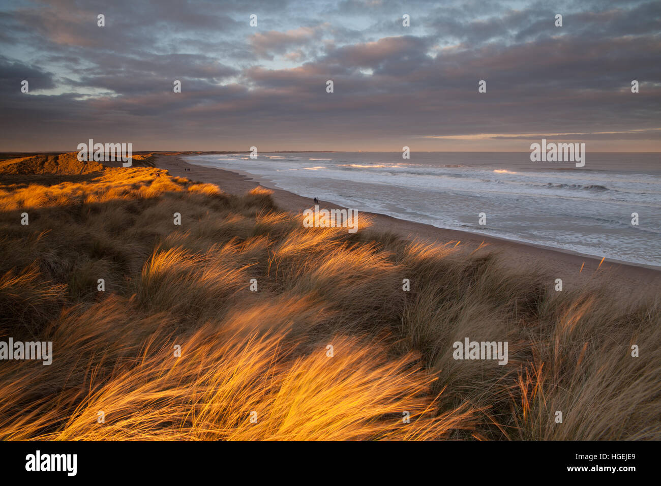 Golden cattura la luce del sole il vento spazzato marram erbe sulla sommità delle dune di sabbia lungo la costa di Druridge Bay, Northumberland Foto Stock