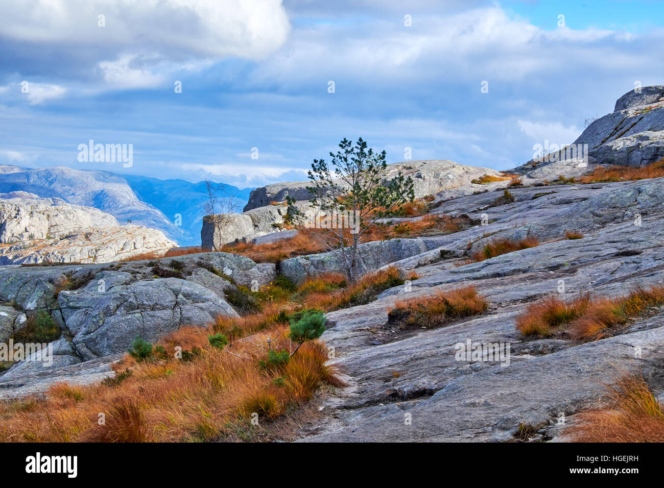Tussocks di lunga ruvida giallo erba che cresce su granito delle brughiere sul modo di pulpito di roccia in Norvegia Foto Stock