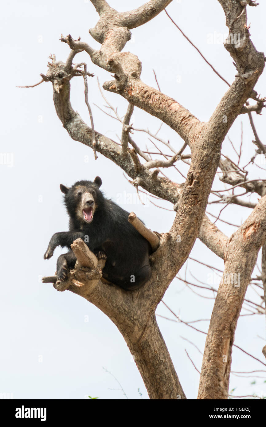 Spectacled peruviana Bear (Tremarctos ornatus) appoggia alta in una struttura ad albero Chaparri riserva vicino Chongoyape, nel nord del Perù Foto Stock