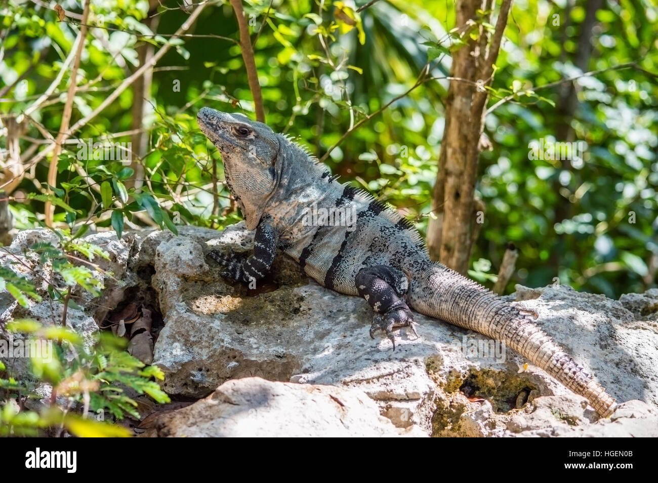 Maschio nero iguana (Ctenosaura similis) appoggiato su di una roccia. Foto Stock
