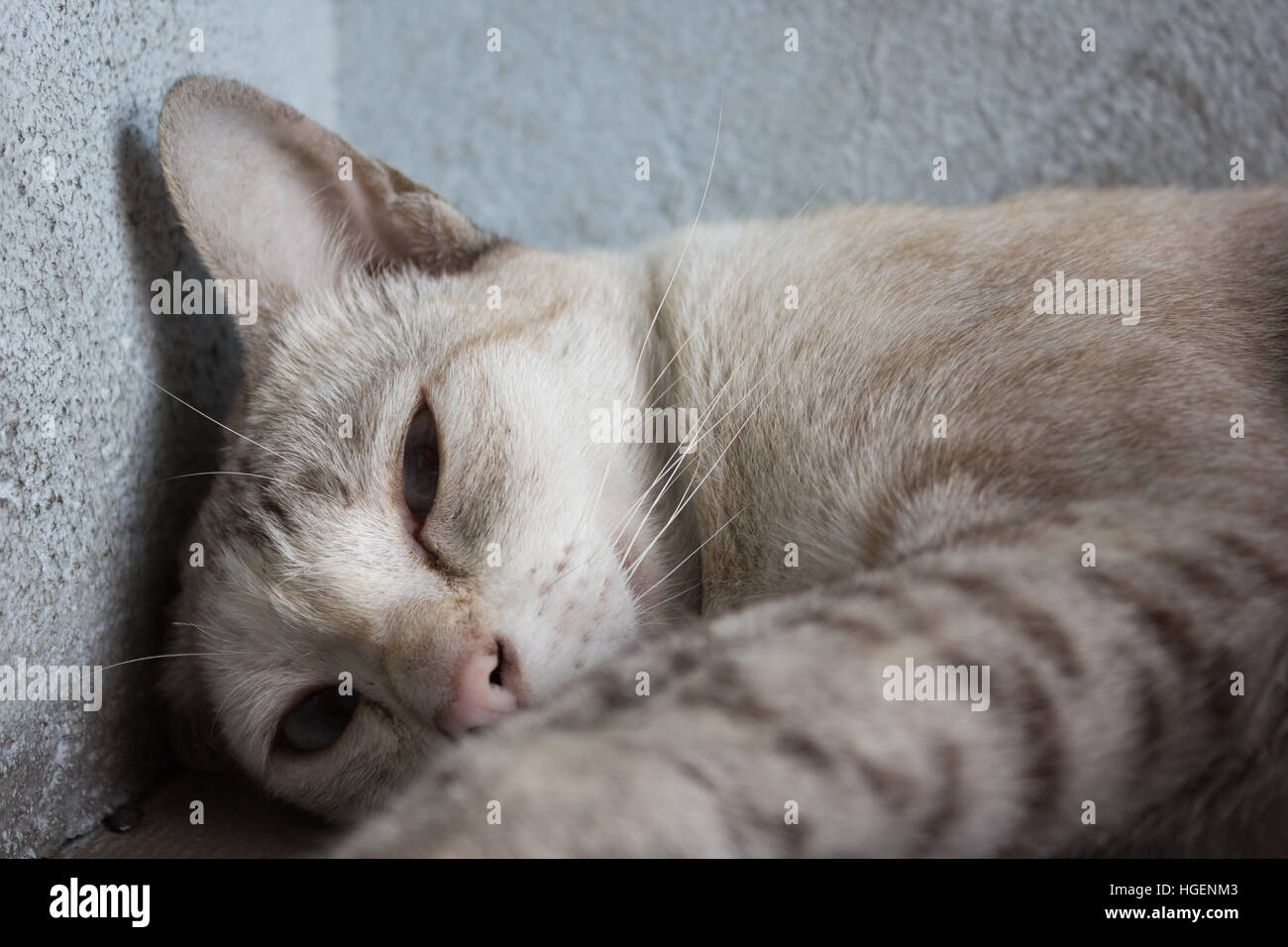 Un gatto grigio di dormire sulla strada Foto Stock