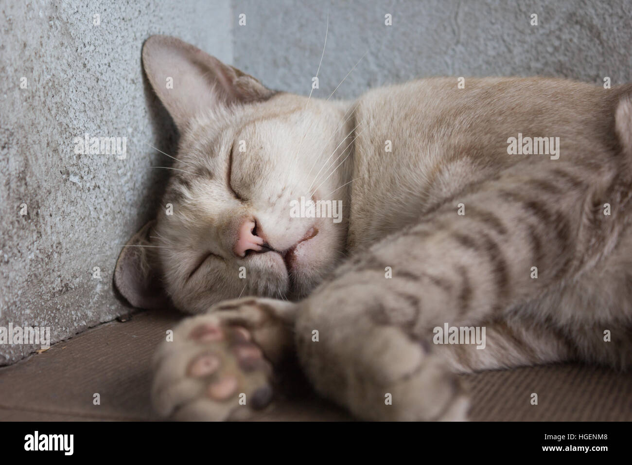 Un gatto grigio di dormire sulla strada Foto Stock
