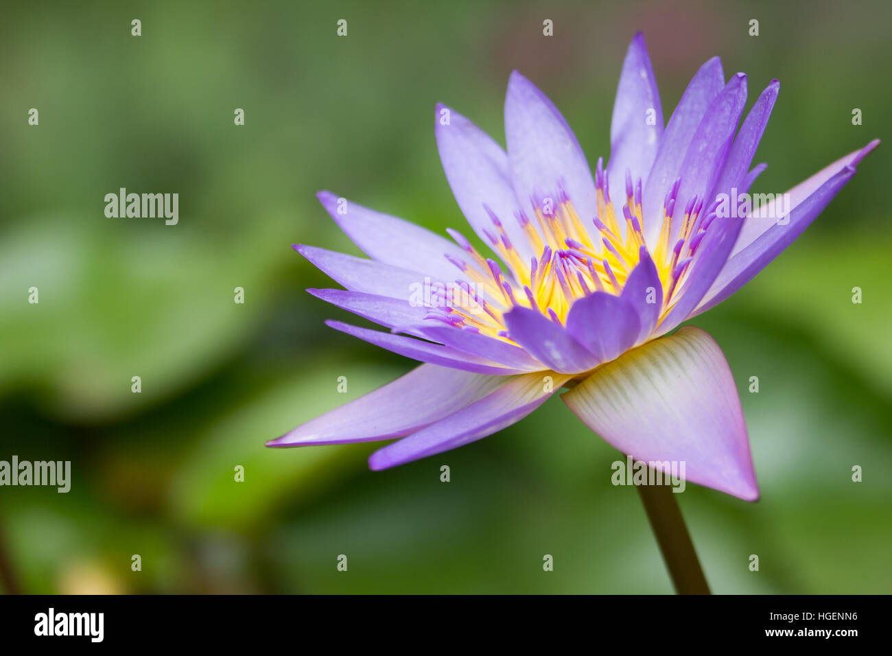 Bellissimo fiore di loto è accompagnato dai ricchi colori del blu profondo della superficie dell'acqua. Foto Stock