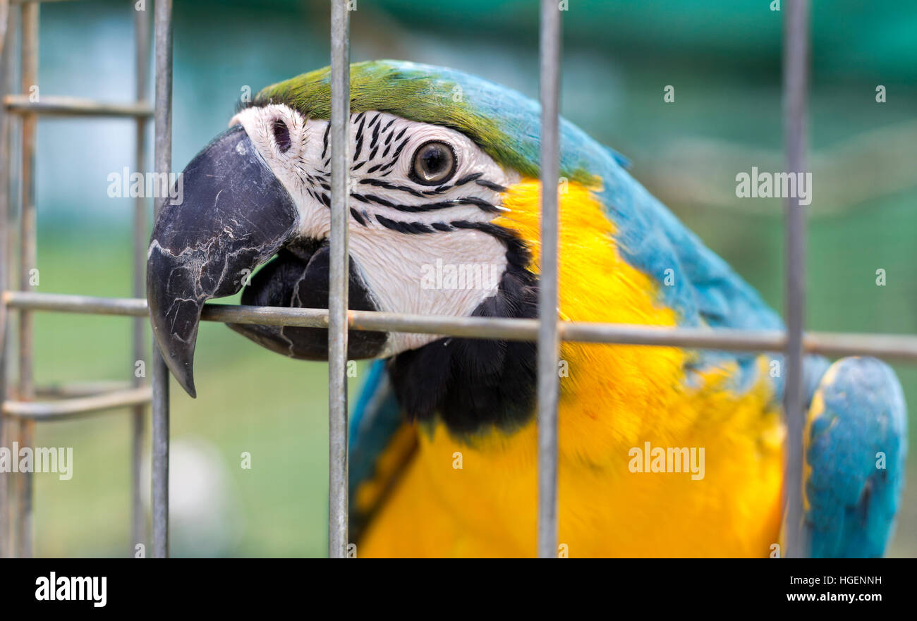 Testa di un blu e giallo macaw (Ara ararauna), un grande del Sud America pappagallo blu con parti superiori e giallo sotto la voce Parti. Foto Stock