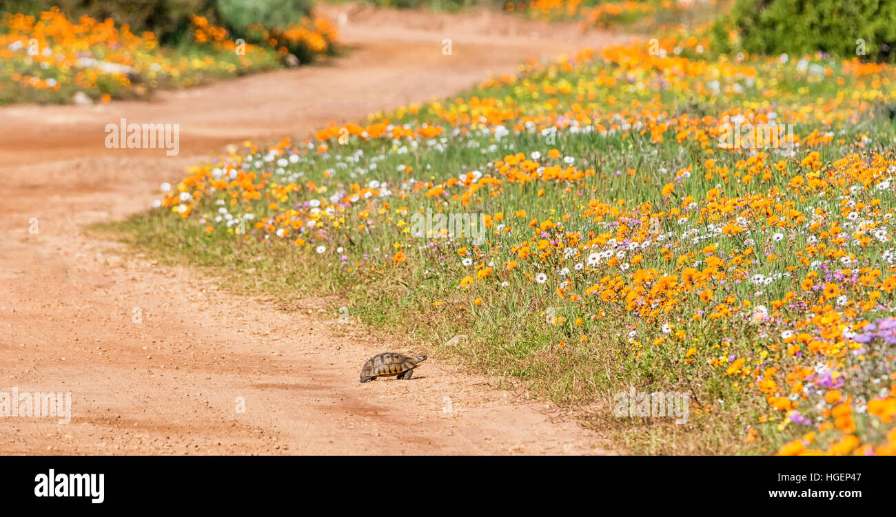 Un angolare di tartaruga attraversando una pista sterrata circondata da fiori di primavera in Africa australe Foto Stock