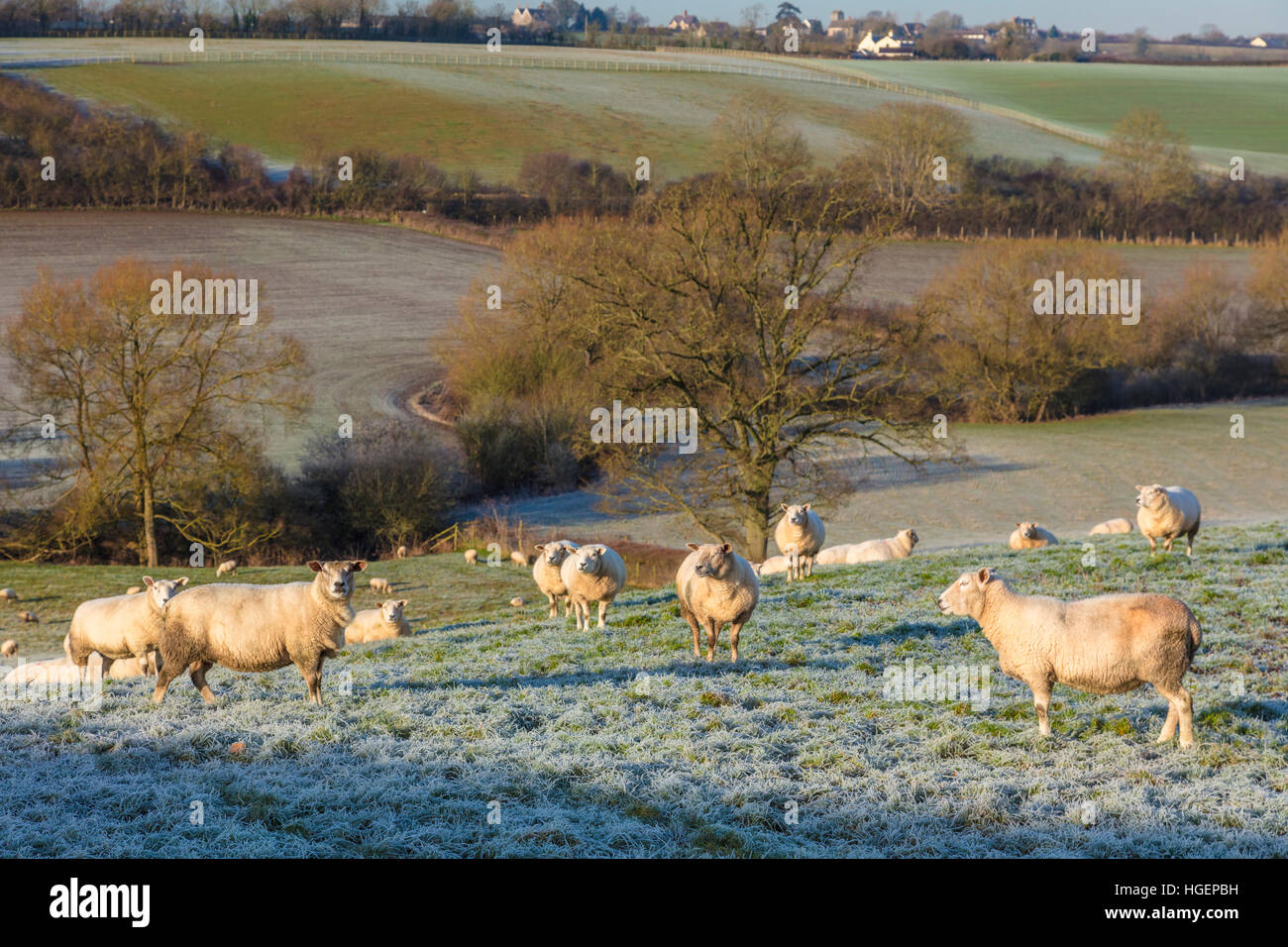 Pecore in un freddo gelido inverno agriturismo campo impostato in Inglese o in campagna britannica Foto Stock